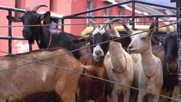 Zbliżenie Kóz Kozy Ameryce Łacińskiej Kozy Wewnątrz Ciężarówki — Wideo stockowe