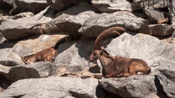 Grande Stambecco Seduto Sulla Roccia Cercando Dormire Capra Selvatica Con — Video Stock