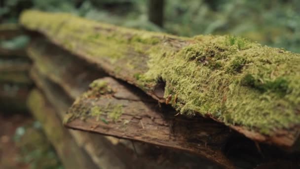 Primer Plano Del Musgo Troncos Árboles Madera — Vídeo de stock