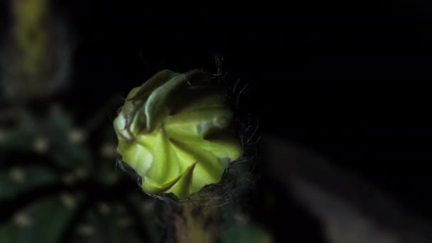 Відкриття Ехінопсису Кактусів Попереду Розкинувся Декоративний Білий Квітковий Бублик — стокове відео