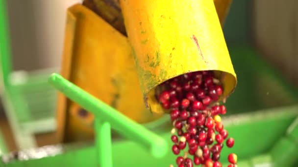 机器里有红咖啡豆危地马拉咖啡 — 图库视频影像