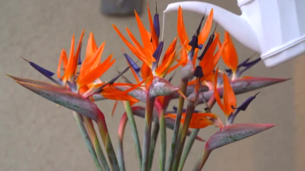 Regar Aves Flores Del Paraíso Strelitzia Reginae — Vídeos de Stock