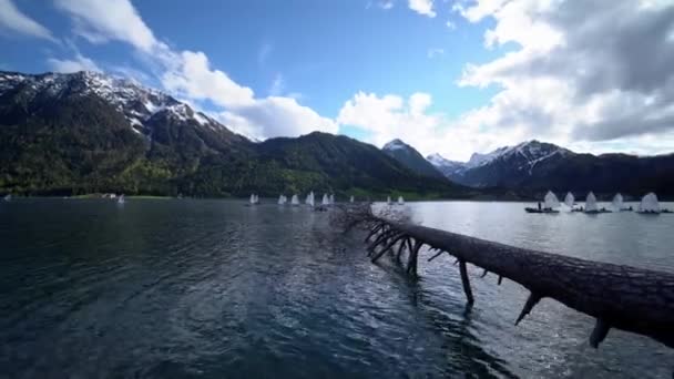 小さなボートでいっぱいの湖に倒れた木 — ストック動画