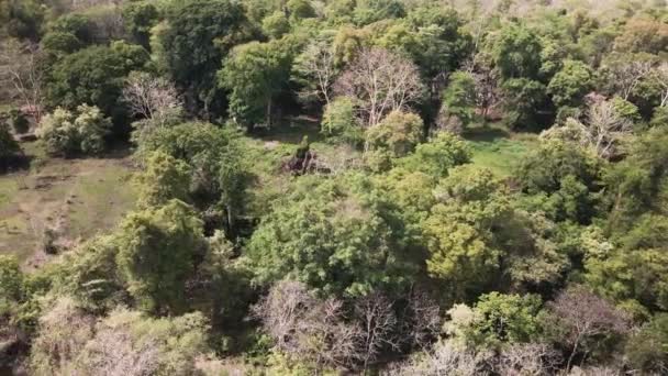 アンコール遺跡は密なジャングルの後ろに明らかになった カーン カンポン スヴァイやプラサート バカン 三つの古代の塔の空飛ぶ軌道 — ストック動画