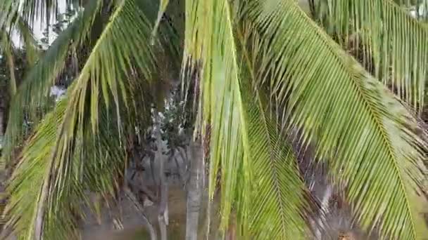 공중에서 야자나무 줄기를 올라가면 녹색의 엽상체와 해변이 드러납니다 — 비디오