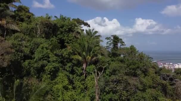 在巴拿马城的安康山上 空中攀爬着茂密的丛林 向市中心飞去 — 图库视频影像