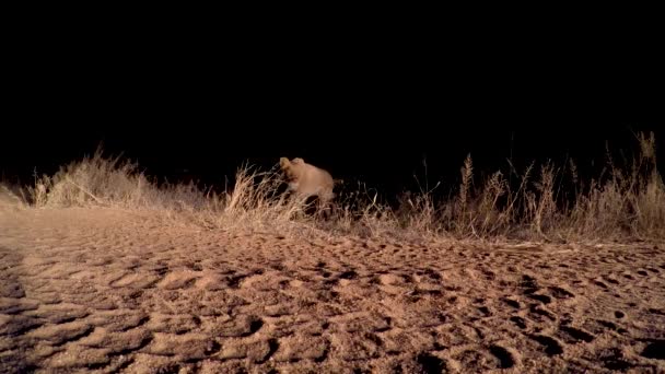 夜の道路を静かに横断するライオンの低角度滑らかなクリップ — ストック動画