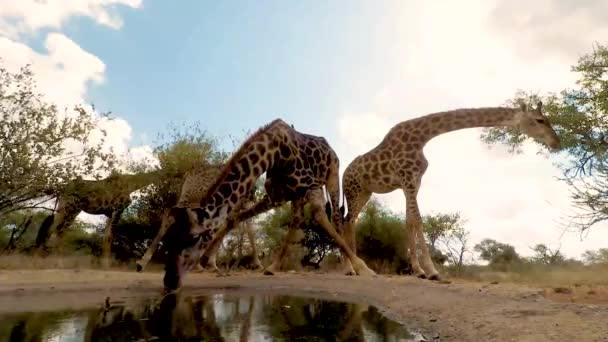 Low Angle View Giraffe Drinking Watering Hole Others Keep Watch — Stock Video