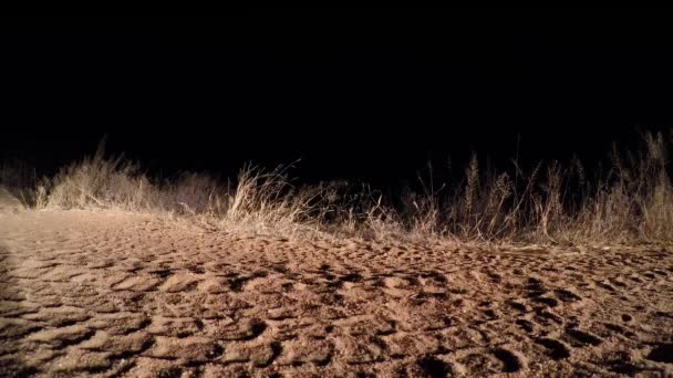 Ein Sanfter Tiefflug Eines Löwenweibchens Das Nachts Lautlos Die Straße — Stockvideo