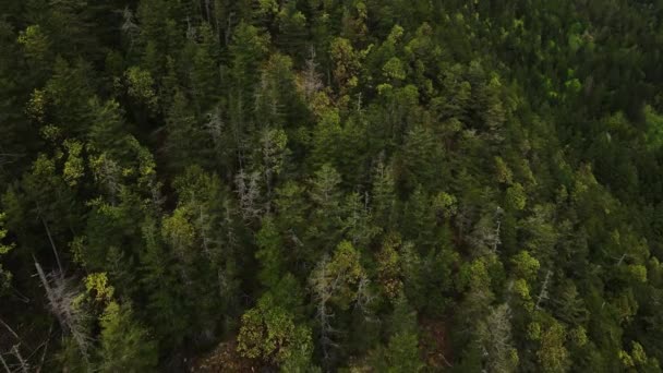 不列颠哥伦比亚省彭德尔山上的空中鸟瞰森林 — 图库视频影像