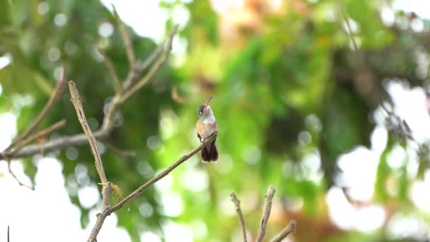 Humming Oiseau Escaliers Vous — Video