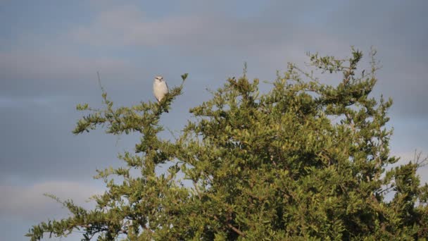 Black Winged Kite Perches Tree Branch Flies Away África Sul — Vídeo de Stock