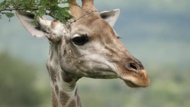 Großaufnahme Starrt Giraffe Mit Weichem Fokushintergrund Von Angesicht Angesicht Die — Stockvideo