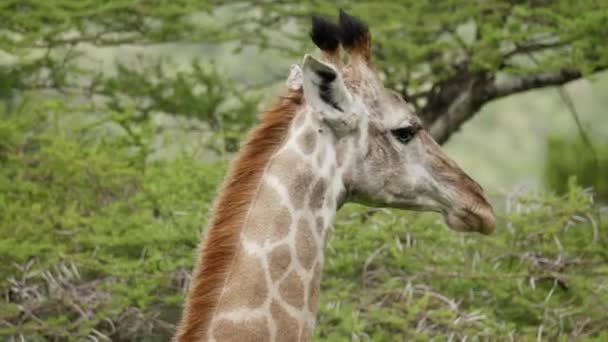 Zürafa Vahşi Çayırlarda Yürüyor Kafaya Yakın Çekim — Stok video