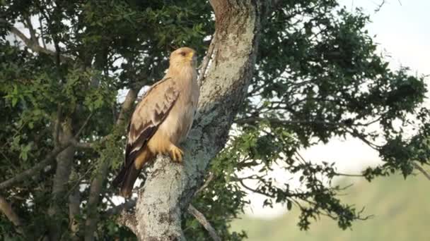 Tawny Orzeł Aquila Rapax Tuląc Jedną Stopę Podczas Siadania Drzewie — Wideo stockowe