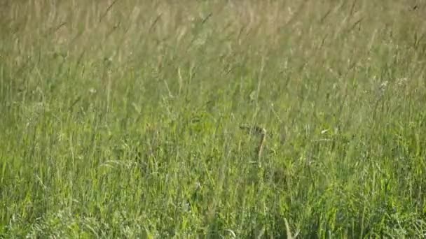 Verborgen Korhaan Vogel Struikelen Hoog Groen Gras — Stockvideo