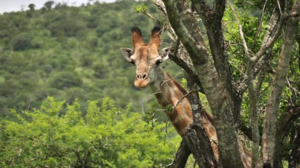 Girafe Aperçoit Derrière Les Arbres Puis Cache Disparaît — Video