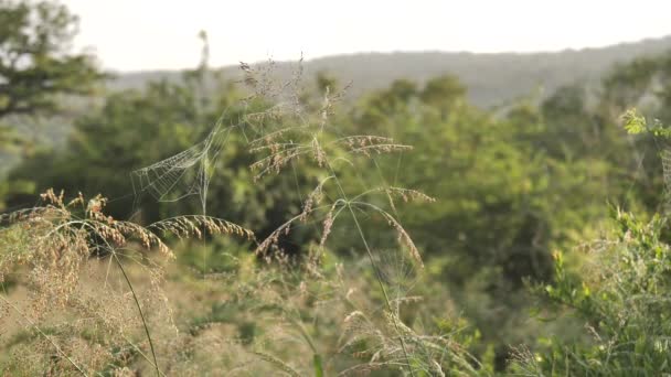 早朝の光の中で2つの野生のサバンナ植物の間で揺れるクモの巣 — ストック動画