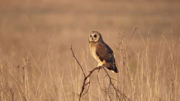 Vaksam Marsh Owl Ser Sig Omkring Och Skakar Stjärtfjädrar Solnedgången — Stockvideo