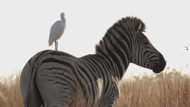 Zebra Startles Perching Cattle Egret Starts Walking Sunset Savanna — Stock Video