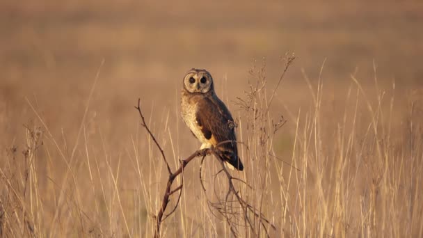 Búho Marsh Mirando Cámara Girando Cabeza Campo Dorado Del Atardecer — Vídeo de stock