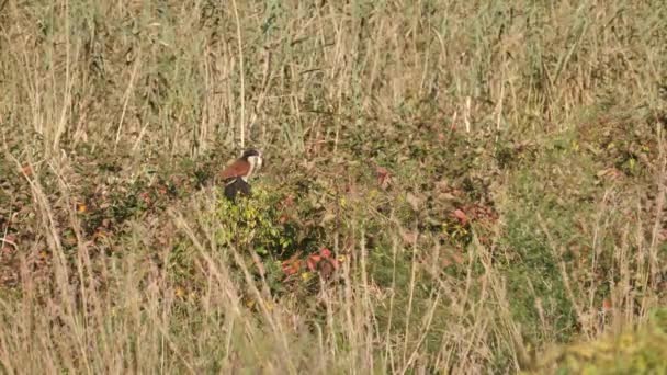 Burchell Coucal Kuşu Centropus Burchelli Gagalı Faresiyle Havalanıyor — Stok video