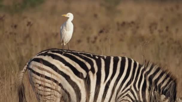 Sposi Garzetta Bianca Piumaggio Mentre Appollaiato Pascolo Zebra Nel Campo — Video Stock