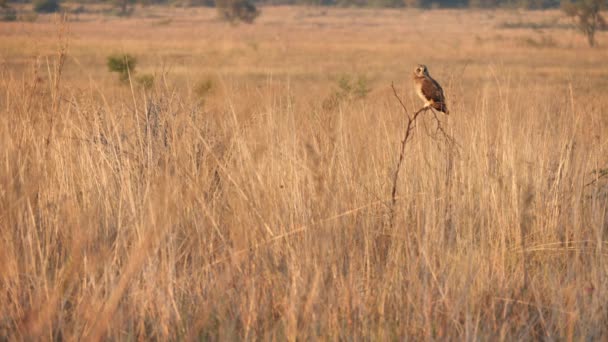 Búho Marsh Encaramado Pastizales Hora Dorada Sudáfrica Wide Shot — Vídeo de stock