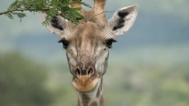 Extrem Närbild Giraff Ryckningar Öron Tittar Kameran Och Vrider Huvudet — Stockvideo