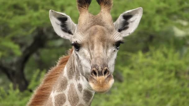 Giraffen Tittar Kameran Och Skakar Huvudet Ramen Närbild — Stockvideo