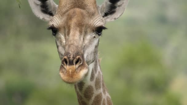 Zürafa Ossicone Boynuzları Kafada Yakından Bakış Yüzü Yukarı — Stok video