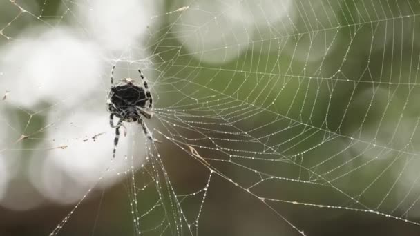 樹皮スパイダークリーニングとテンディングオーブウィーバークモのウェブ 閉鎖の下で — ストック動画