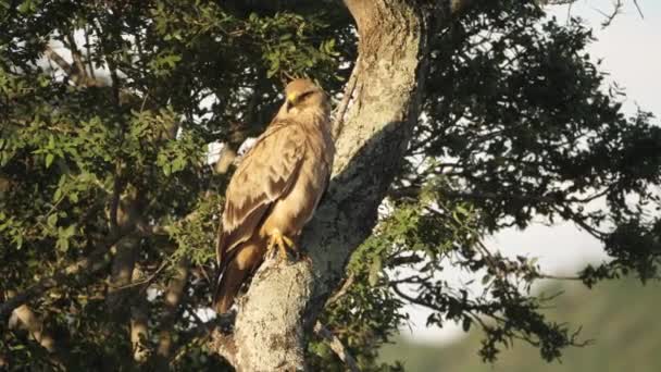 Tawny Örn Preens Fjädrar Träd Vid Gyllene Timme Somkhanda Game — Stockvideo