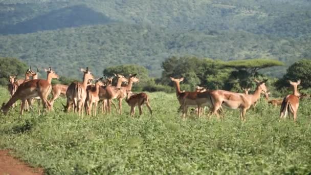 Impala Kudde Graast Winderig Groen Gras Van Afrikaanse Savanne Static — Stockvideo