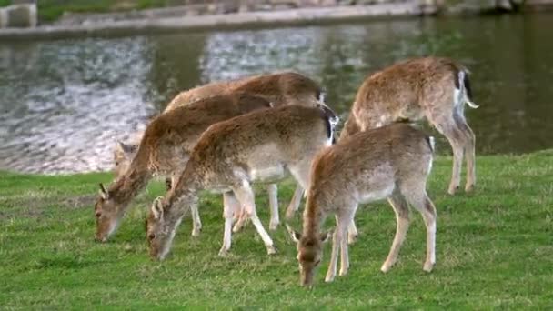 Beautiful Fallow Deers Eating Grass River Woods Waving Its Ears — Stock Video