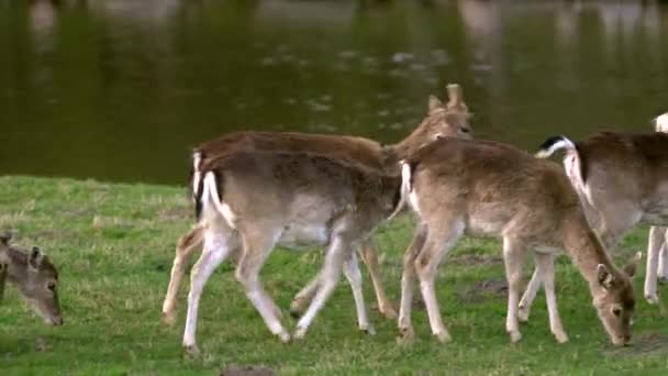 Cervi Che Camminano Lungo Fiume Nel Bosco Osservazione Animale Ambiente — Video Stock