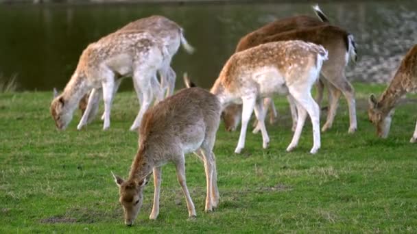 Braakherten Eten Gras Langs Rivier Het Bos Zwaaien Met Hun — Stockvideo