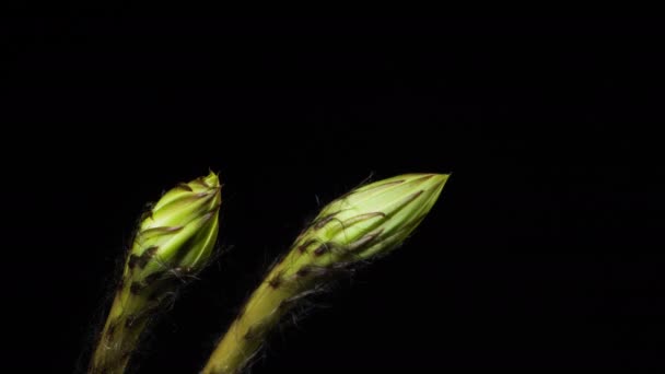 Timpul Lapse Creștere Macro Pereche Echinopsis Cactus Blossoming Două Flori — Videoclip de stoc