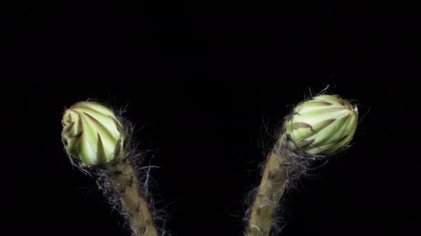 Time Lapse Växande Makropar Echinopsis Kaktus Blommar Två Blommor Från — Stockvideo