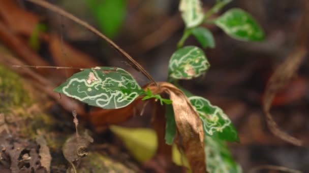 Закрыть Красивые Лесные Листья Уникальные Листья Леса — стоковое видео