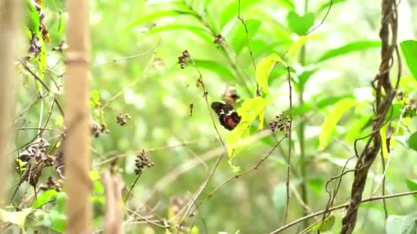 在森林里成群的蝴蝶 蝴蝶在森林中飞翔 — 图库视频影像