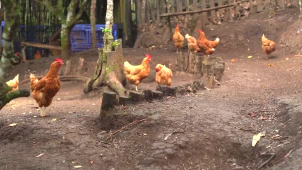 Aves Corral América Latina Casa Gallos Gallinas Granja Hogar Guatemalteco — Vídeos de Stock