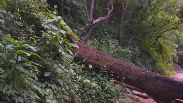Kmen Mrtvého Stromu Uprostřed Prašné Cesty Panning Shot Dead Tree — Stock video
