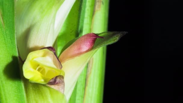 Siam Tulipán Lapso Tiempo Macro Una Las Orquídeas Como Brotes — Vídeos de Stock