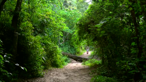 Camino Tierra Perspectiva Bosque Hombre Con Carretilla Bosque — Vídeo de stock