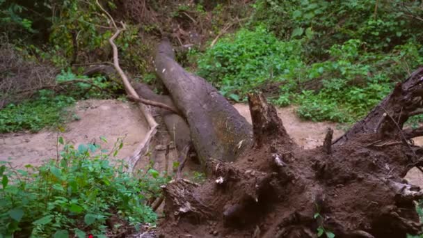 Padlý Strom Lese Nakloněný Záběr Padlého Stromu Uprostřed Lesa — Stock video