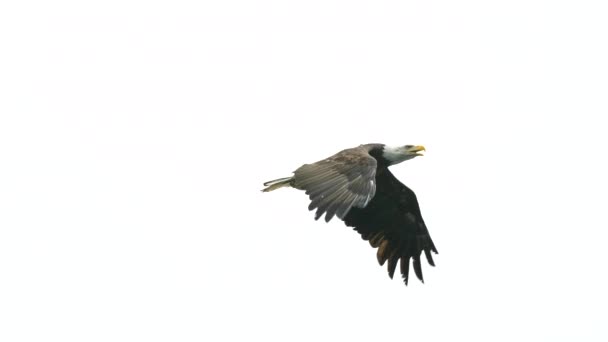 Eagle Catchng Fish Feeding British Columbia Canada — Stock Video