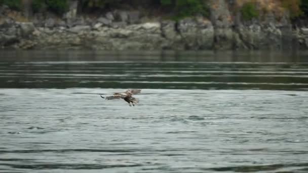 Eagle Catchng Fish Feeding British Columbia Canada — Stock Video