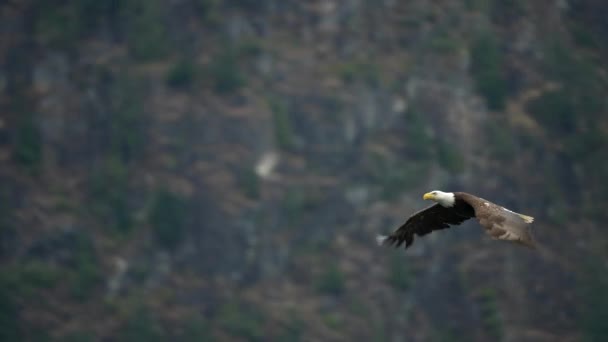 Peces Captura Águila Alimentación Colombia Británica — Vídeo de stock