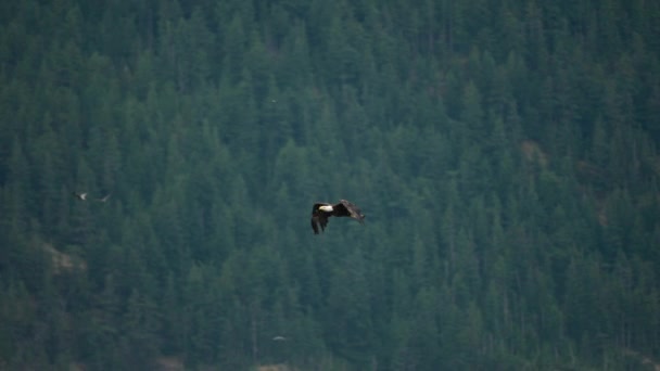 Eagle Catchng Fish Feeding British Columbia Canada — Stock Video